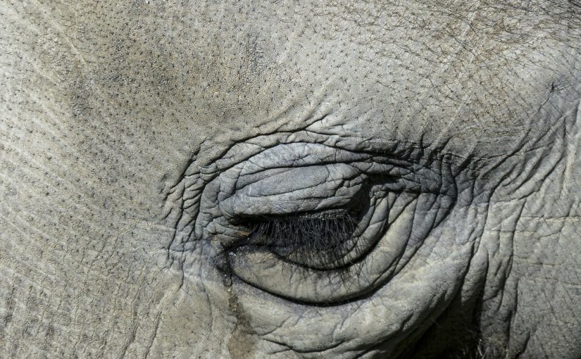 close up of an elephant with a tear in its eye